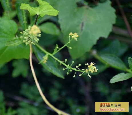 银条菜特产照片