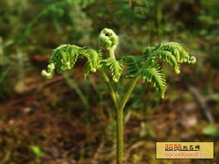 野生蕨菜特产照片