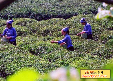 青城茶特产照片