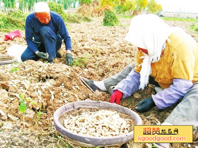 螺丝菜特产照片