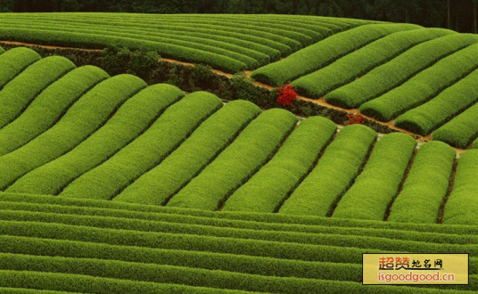 米仓山茶特产照片