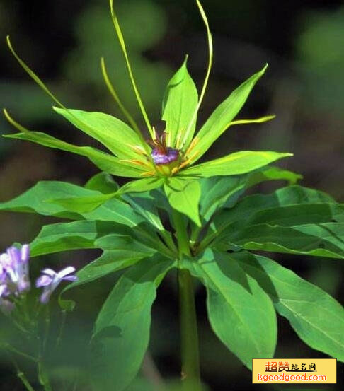 伏龙山七叶一枝花特产照片