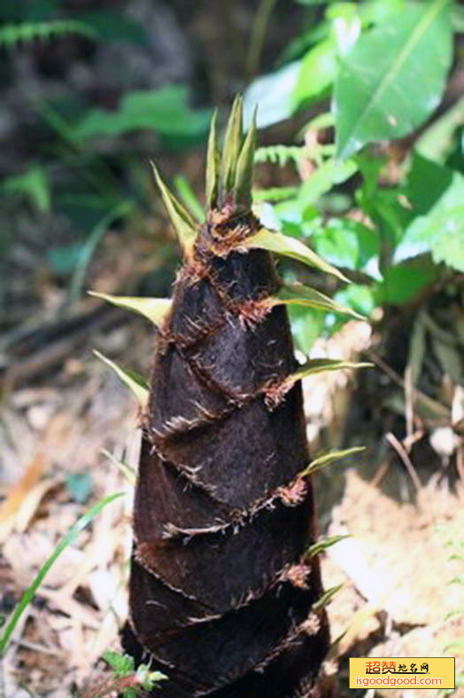 沩山竹笋特产照片