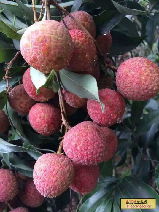 后港青壳荔枝特产照片