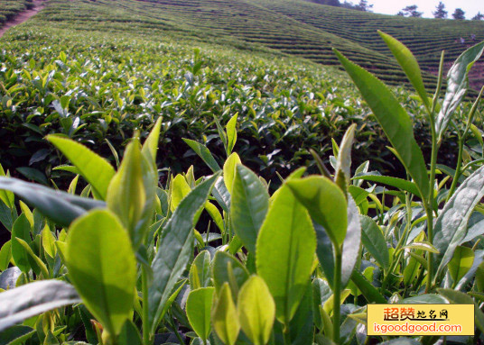 雁荡毛峰茶特产照片