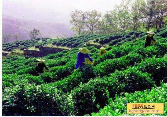 花果山云雾茶特产照片