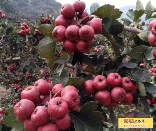 临朐三山峪大山楂特产照片