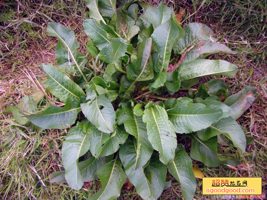 仙岛湖天然野菜特产照片