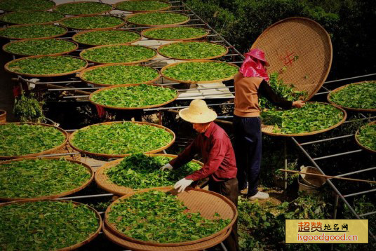 周巷凤凰茶特产照片