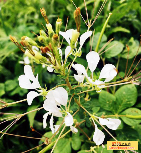 安陆特产安陆白花菜