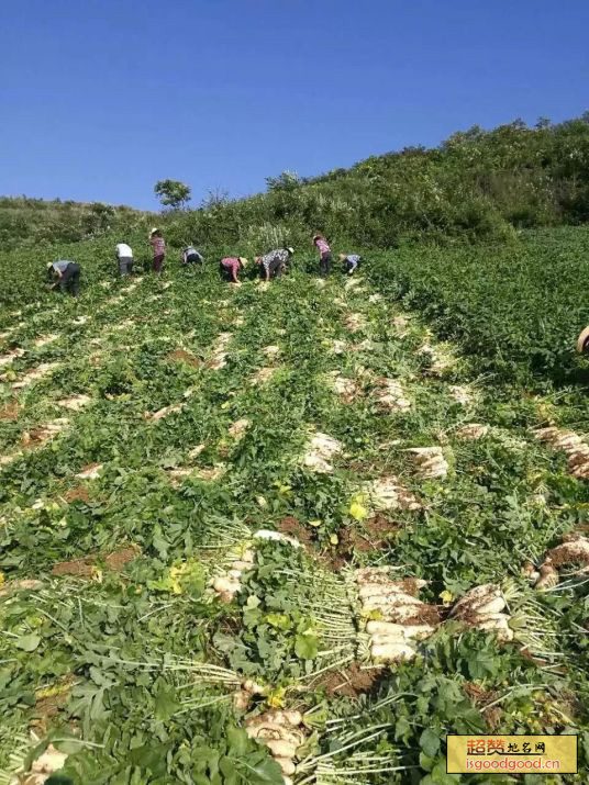 张家界特产桑植萝卜