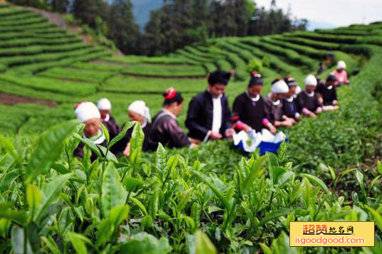 三江茶叶特产照片