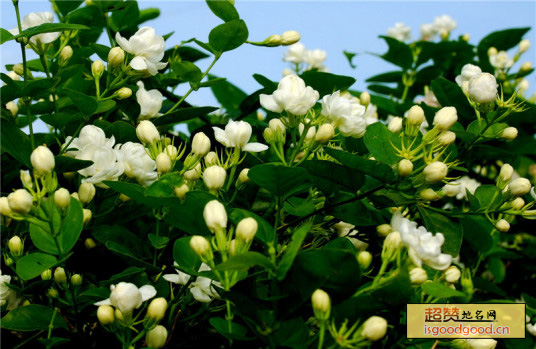 横县茉莉花特产照片