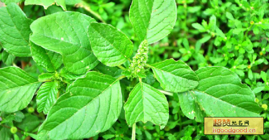 野苋菜特产照片