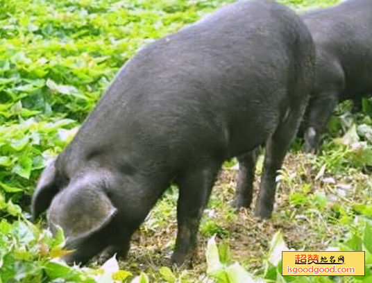 合川黑猪特产照片