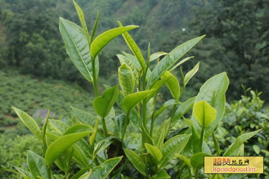 南江大叶茶特产照片