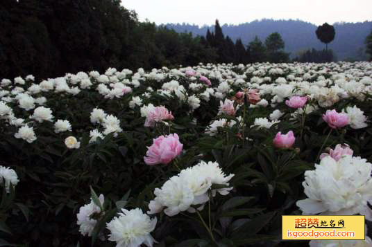 中江特产中江白芍