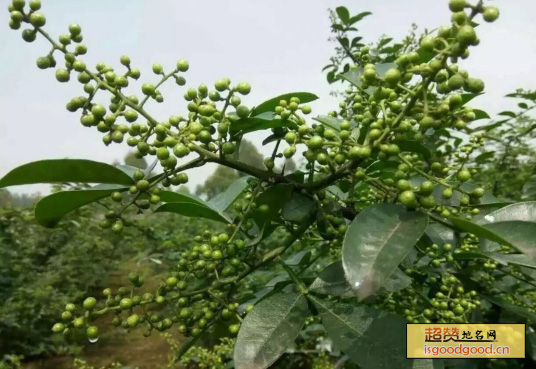 黑竹沟藤椒特产照片