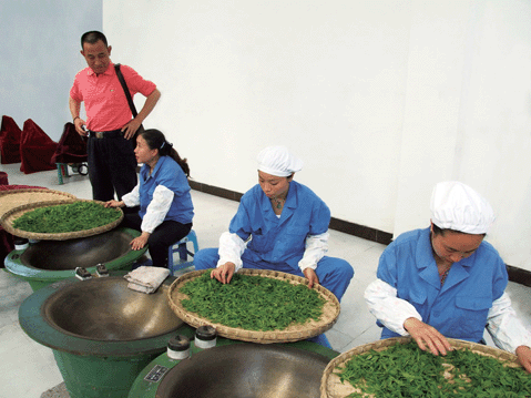 金沙贡茶特产照片