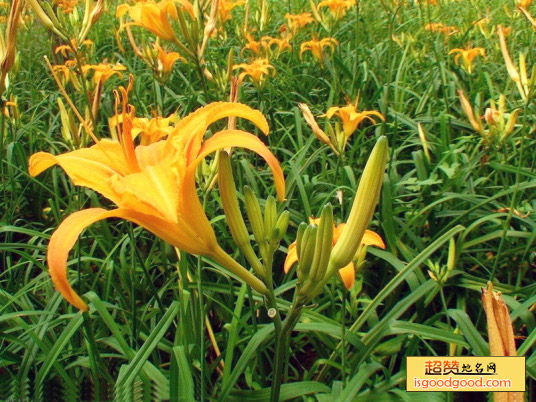 正宁特产庆阳黄花菜