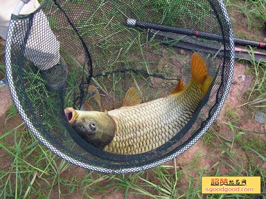 郑州黄河鲤鱼特产照片