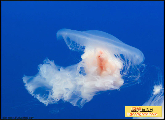 海蜇特产照片