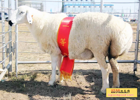 乌珠穆沁羊肉特产照片