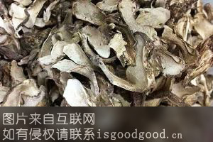 丽江松茸特产照片