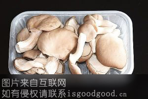 广灵平菇特产照片