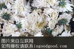 丰台菊花特产照片