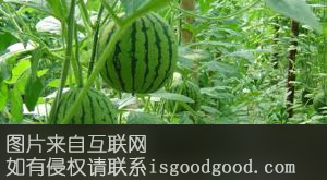 同兴村大棚瓜菜特产照片