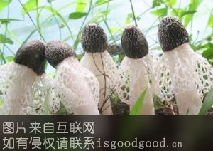 建阳竹荪特产照片