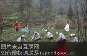 老峨山禅茶特产照片