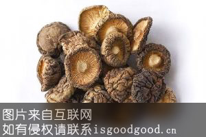 清丰食用菌特产照片