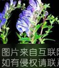 林甸特产林甸黄芩