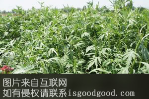 莫力达瓦柳蒿芽特产照片