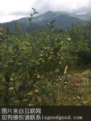 白水油茶籽特产照片