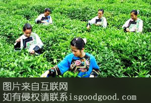 保靖黄金茶特产照片