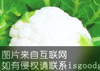 崖州白花菜特产照片