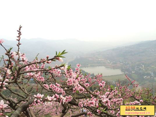 鱼山桃花海景区景点照片