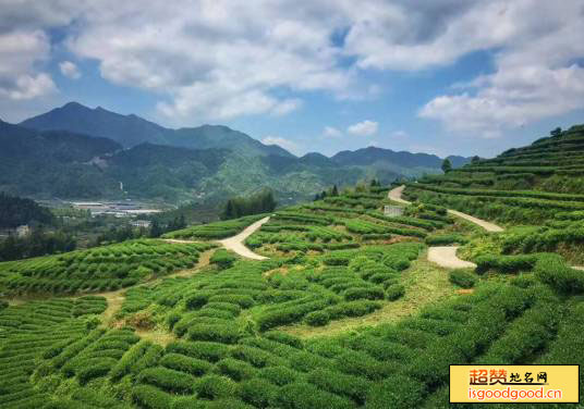 山东雪尖有机茶场旅游区景点照片