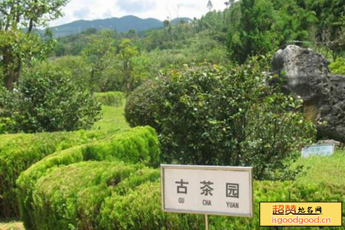 烟台茶文化体验园景点照片