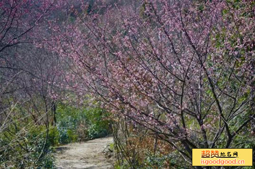 鸡公山桃花寨景区景点照片