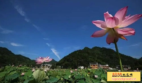 张家界荷花园景点照片