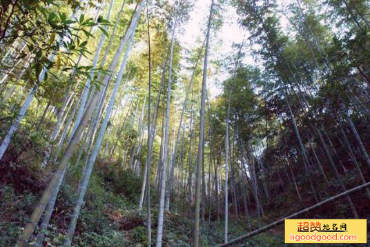 翠山竹海景点照片