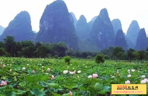 钟山县荷塘风景区荷塘风景区