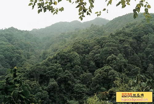 坡结附近景点大山原始森林