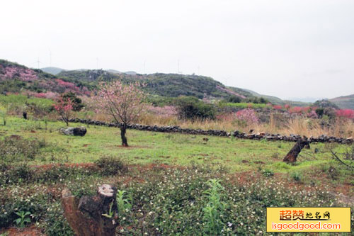 大岭山桃园景点照片