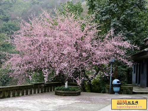 红岩樱花园景点照片