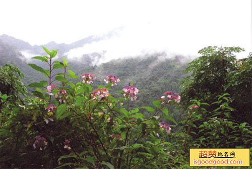 岚峰森林公园景点照片